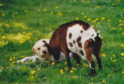 Hund und Ziege