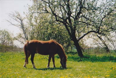 Pferd auf der Weide