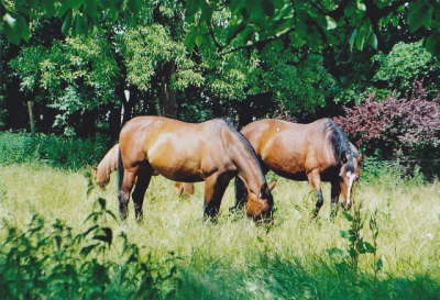 Pferde auf der Wiese